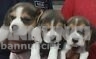  Cuccioli di beagle queen 