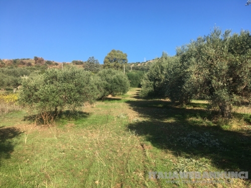 Casteldaccia - CA101 - Terreno in Verde Agricolo