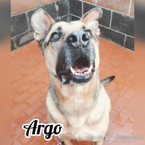 Argo, per amanti della razza Pitbull