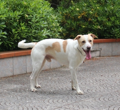Toby cane coccoloso, adozione responsabile (a Pavia)
