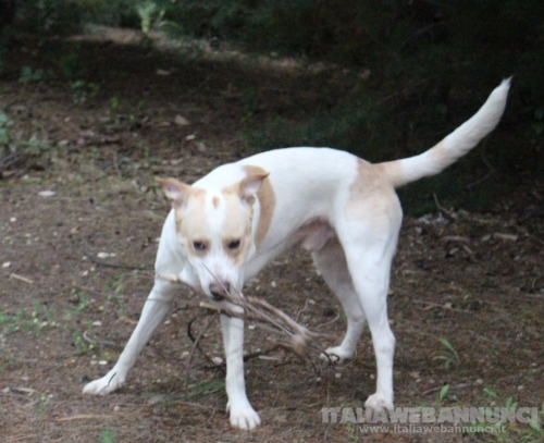Toby cane coccoloso, adozione responsabile (a Pavia)