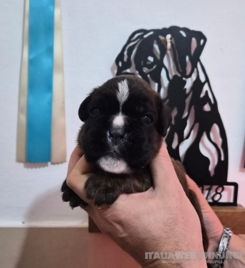 MERAVIGLIOSA CUCCIOLA DI BOXER 