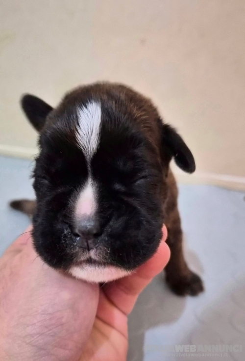 MERAVIGLIOSA CUCCIOLA DI BOXER 