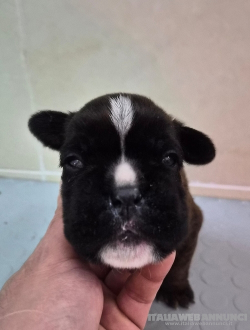MERAVIGLIOSA CUCCIOLA DI BOXER 