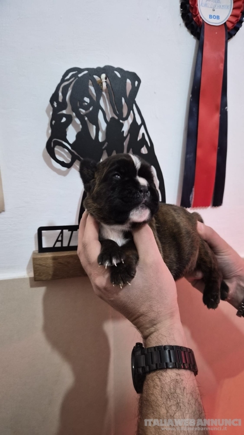 MERAVIGLIOSA CUCCIOLA DI BOXER 