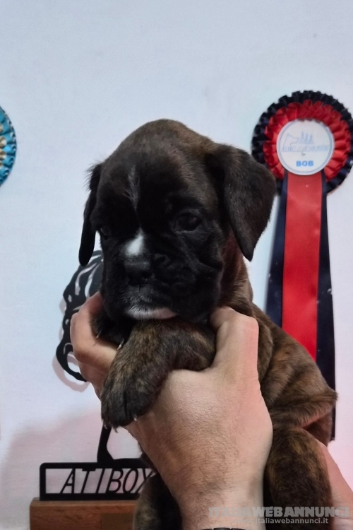 MERAVIGLIOSA CUCCIOLA DI BOXER 