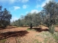 Alghero agro terreno agricolo Mq 15.000 con oliveto