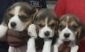  Cuccioli di beagle queen 