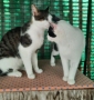 Giulietta & Romeo, la scelta di due gatti ! 