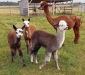 alpaca femmine in vendita