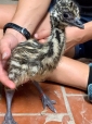Vendiamo pulcini di struzzo sani, emù, pavoni, uova fertili di struzzo e piume di struzzo.