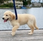 Cuccioli di Golden Retriever di razza pura disponibili – Affettuosi e sani 