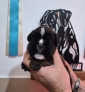 MERAVIGLIOSA CUCCIOLA DI BOXER 